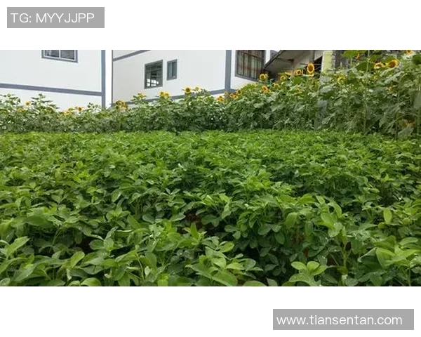 伊地法格与艾哈斯姆精彩对决直播回顾及赛后分析2020年赛事亮点